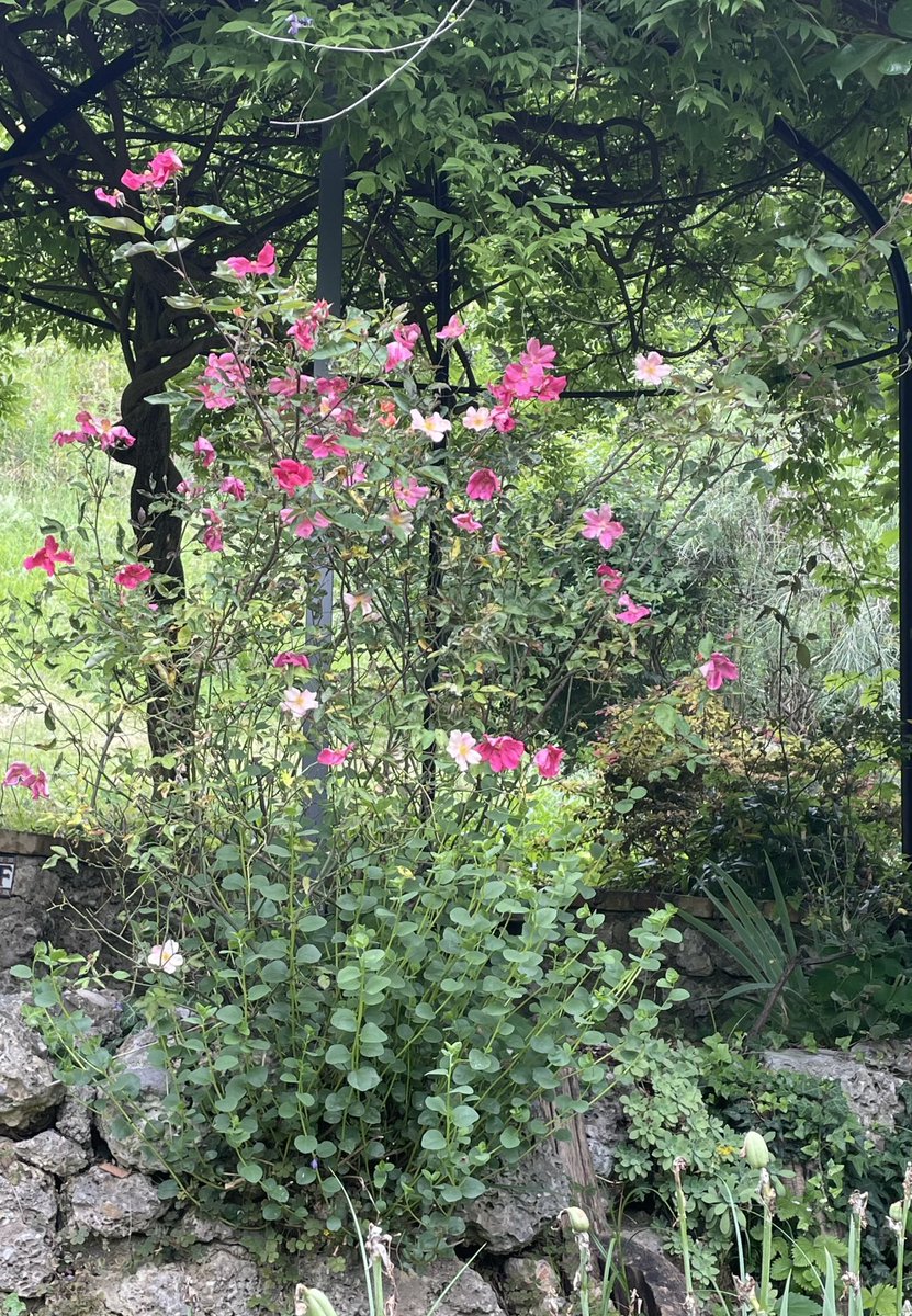 MmTai7's tweet photo. Delle rose che conosco apprezzo molto (e consiglio) la #mutabilis, per il suoi colori, appunto, mutevoli, ma anche per la straordinaria adattabilità e robustezza! 😃 https://t.co/LN9CKlRqVO