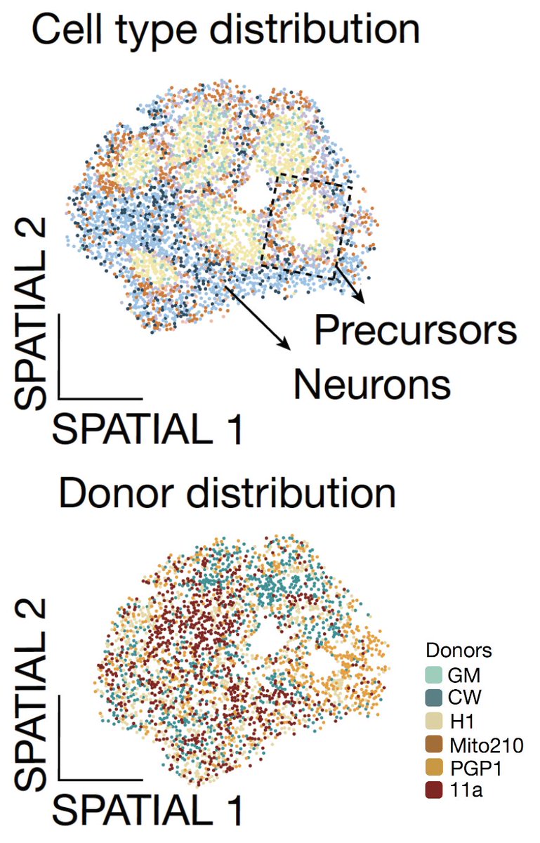 Abhishek Sampath Kumar (@abhisampkumar) on Twitter photo In the multi-donor brain chimeroids, we also show that the different donor lines are spatially distributed, profiled with Curioseeker <a href="/curiobio/">Curio Bioscience</a> . Excited to have contributed to this tremendous work led by <a href="/BolanosAnton/">Noelia Antón-Bolaños</a> <a href="/IreneFaravelli/">Irene Faravelli</a> <a href="/ArlottaLab/">Arlotta Lab</a>. Congratulations to all authors. In the multi-donor brain chimeroids, we also show that the different donor lines are spatially distributed, profiled with Curioseeker <a href="/curiobio/">Curio Bioscience</a> . Excited to have contributed to this tremendous work led by <a href="/BolanosAnton/">Noelia Antón-Bolaños</a> <a href="/IreneFaravelli/">Irene Faravelli</a> <a href="/ArlottaLab/">Arlotta Lab</a>. Congratulations to all authors.