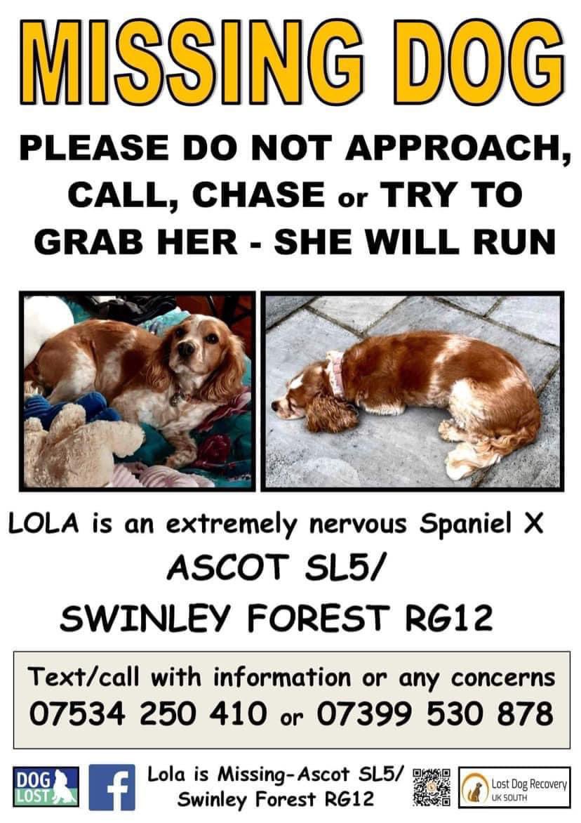 rosieDoc2's tweet photo. #SpanielHour
LOLA
Ex #puppyfarm dog / now #rescuedog has gone missing EXTREMELY NERVOUS #Spaniel OCT 23
#Ascot #SL5
SWINLEY FOREST 🌳 #RG12
‼️DO NOT APPROACH, CALL, CHASE or TRY TO GRAB HER - SHE WILL RUN‼️
@RachaelB100 @JacquiSaid @juliagarland73 @qu1ncey @thedogfinder https://t.co/ANDip3fnH5