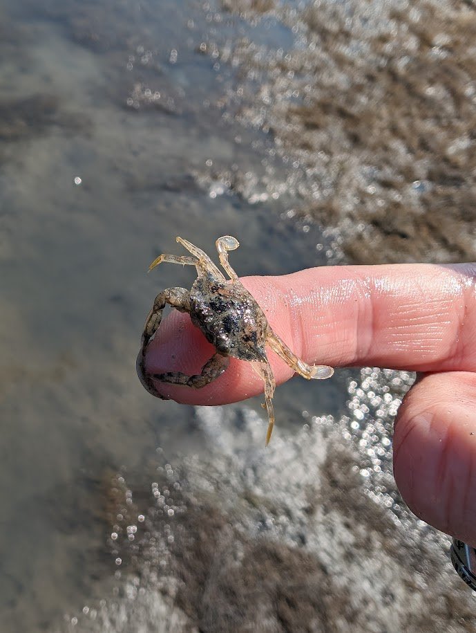 🦀 Wednesday, June 26th, 2024 🦀

📸: <a href="/CamaroWRX/">Karen (find me on BlueSky)</a>