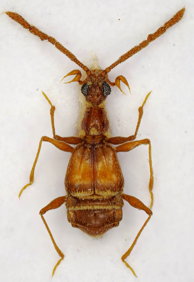 Pselaphinae 
Arabia Saudita
Size: 1,8 mm, only the body.