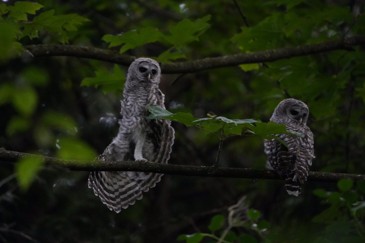 abutus2's tweet photo. I can do that, can’t you?  Of course #barredowlet #owle #NaturePhotography  #NatureIsAmazing #birdphotography #birdwatching https://t.co/Lls8QvSvD6