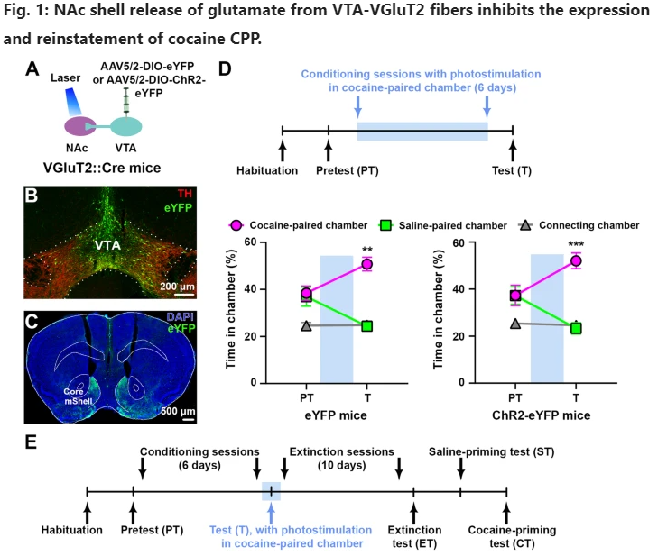 Neuropsychopharmacology (@npp_journal) on Twitter photo 🚨 NEW <a href="/npp_journal/">Neuropsychopharmacology</a> paper alert 🚨
Barbano, Morales, & team report that VTA glutamatergic projections to the nucleus accumbens suppress psychostimulant-seeking behavior in 🐭
nature.com/articles/s4138… 🚨 NEW <a href="/npp_journal/">Neuropsychopharmacology</a> paper alert 🚨
Barbano, Morales, & team report that VTA glutamatergic projections to the nucleus accumbens suppress psychostimulant-seeking behavior in 🐭
nature.com/articles/s4138…