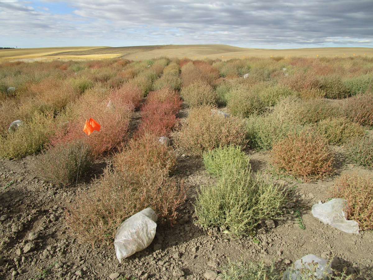 WA Grain Commission (@washingtongrain) on Twitter photo The biology and effective management strategies for the Russian thistle in the Pacific Northwest | wagrains.org/articles/as-th⦠<a href="/washingtongrain/">WA Grain Commission</a> <a href="/WAWheatGrowers/">WA Wheat Growers</a> #WheatLifeMagazine #farmingpractices #research #weeds #weedmanagement The biology and effective management strategies for the Russian thistle in the Pacific Northwest | wagrains.org/articles/as-th⦠<a href="/washingtongrain/">WA Grain Commission</a> <a href="/WAWheatGrowers/">WA Wheat Growers</a> #WheatLifeMagazine #farmingpractices #research #weeds #weedmanagement