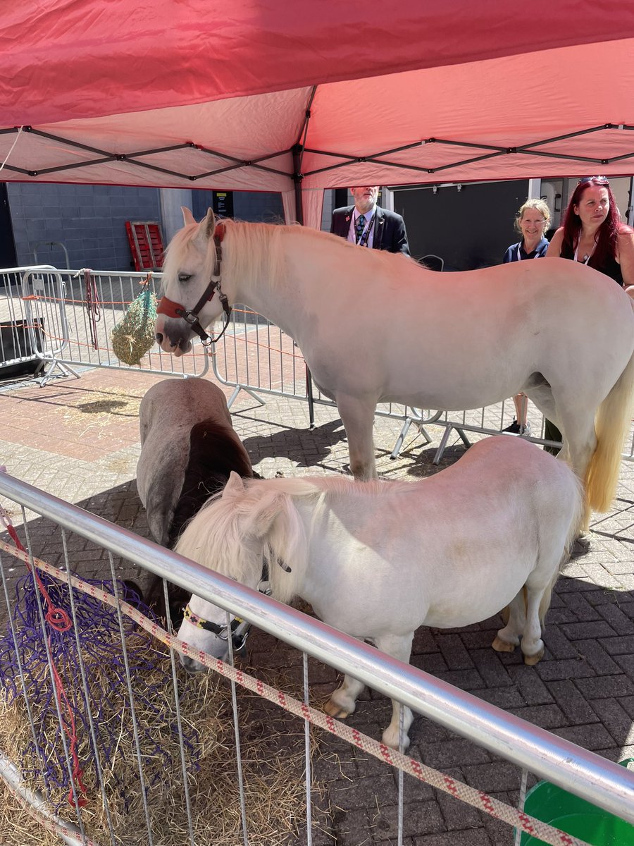 David Williamson tweet media