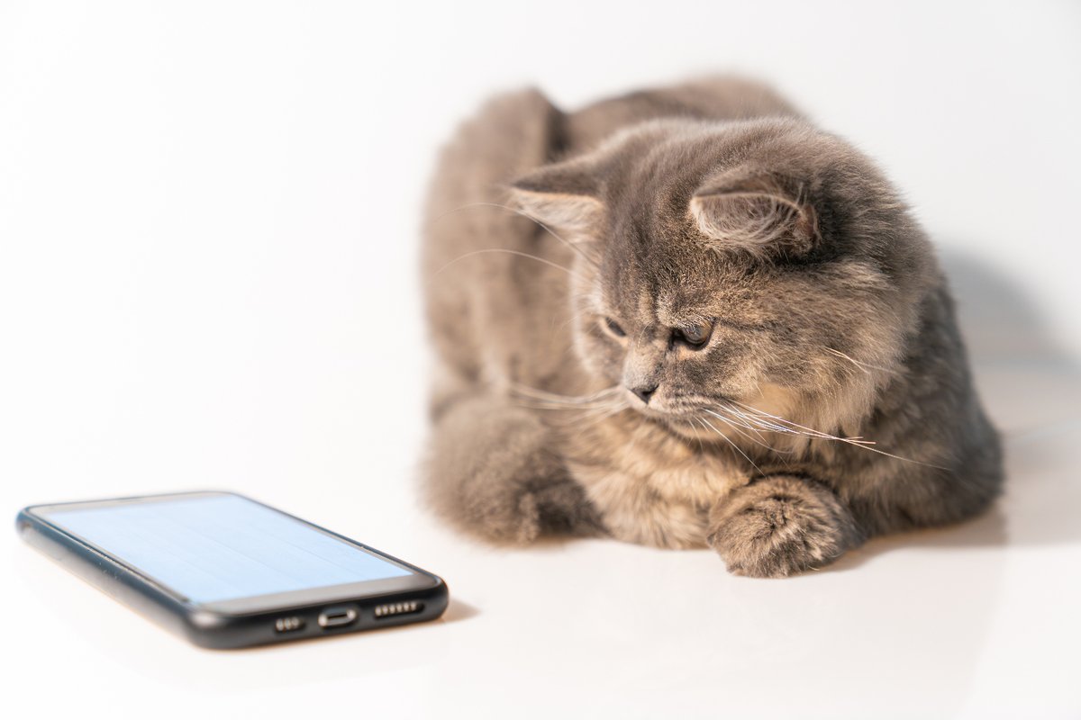 If cats could text you back, they wouldn't. And that's why we love them. 📱😹
