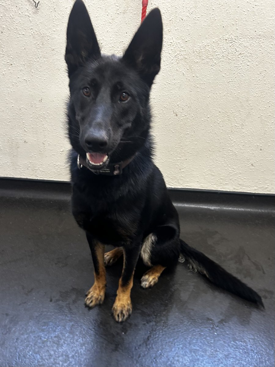 Please retweet to help Pete find a home #SHEFFIELD #YORKSHIRE #UK 
AVAILABLE FOR ADOPTION✅
Pete aged about 1, found as a stray is now in a council pound that WILL ALLOW THE PUBLIC TO ADOPT!! 😀German Shepherd Cross, staff say a lovely friendly temperament, gets on well with the