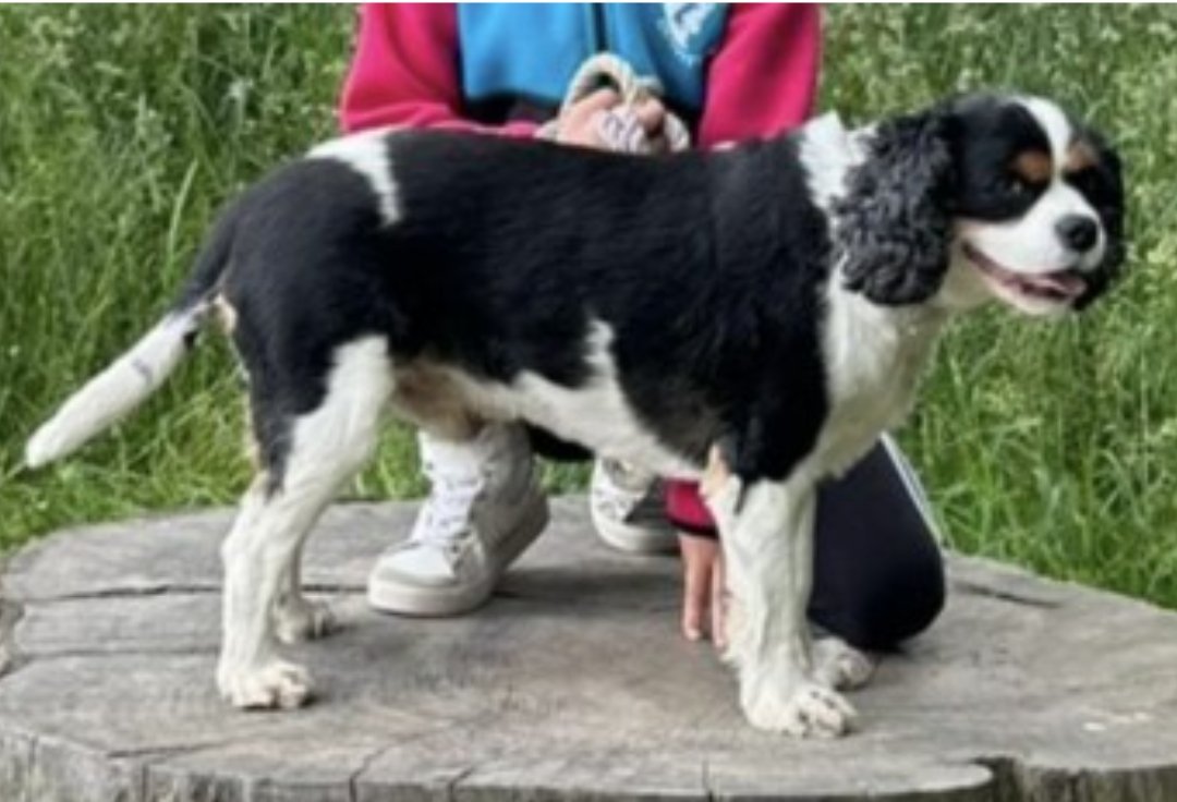 bs2510's tweet photo. BERTIE #SpanielHour
Male #CavalierKingCharles #Spaniel Neutered Adult Black/White&Tan Microchipped
#Missing 24 Jun 2024 #Llanfair Caereinion #Welshpool/#Newtown #Wales SY21
Any information/sightings would be appreciated all worried &been Searching since
https://t.co/fpHlTZ0Up7 https://t.co/anFyuWnx3j