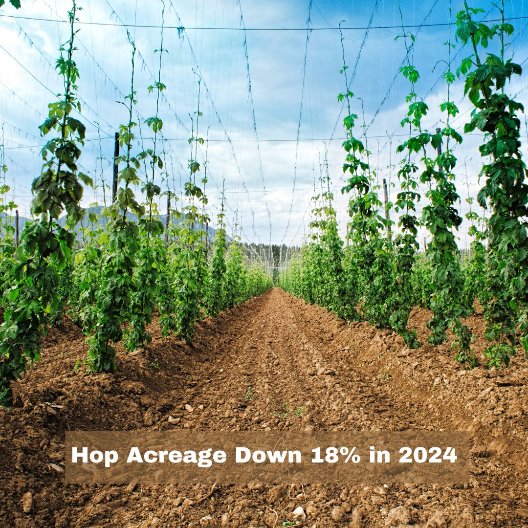 ProBrewerPage's tweet image. 🍃 Remember the dire days eight years ago when demand for hops outdid supply &amp;amp; many #craftbrewers were struggling to acquire the hops they needed? Not so today...

Read about the latest hop report, top five hop varieties &amp;amp; more. Go here: zurl.co/FYes

#craftbrewery