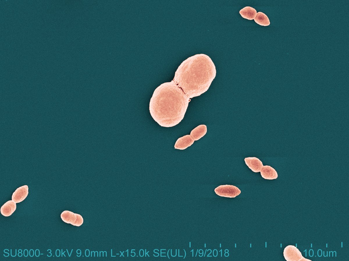 #NIAID scientists discovered that bacteria present on healthy skin called Roseomonas mucosa can safely relieve #eczema symptoms in adults and children. That research has led to the availability of a novel over-the-counter topical eczema probiotic: go.nih.gov/xJyHJUG
