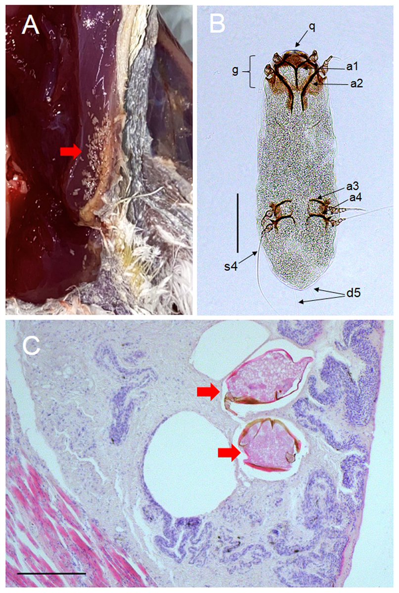 NEW PAPER OUT in <a href="/AvocettaJournal/">Avocetta</a> "Occurrence of Laminosioptes cysticola (Acariformes: Laminosioptidae) in #Ardea alba egretta from the peri-urban area of Belém, Pará-Brazil" authored by Conga et al.
doi.org/10.30456/AVO.2…
