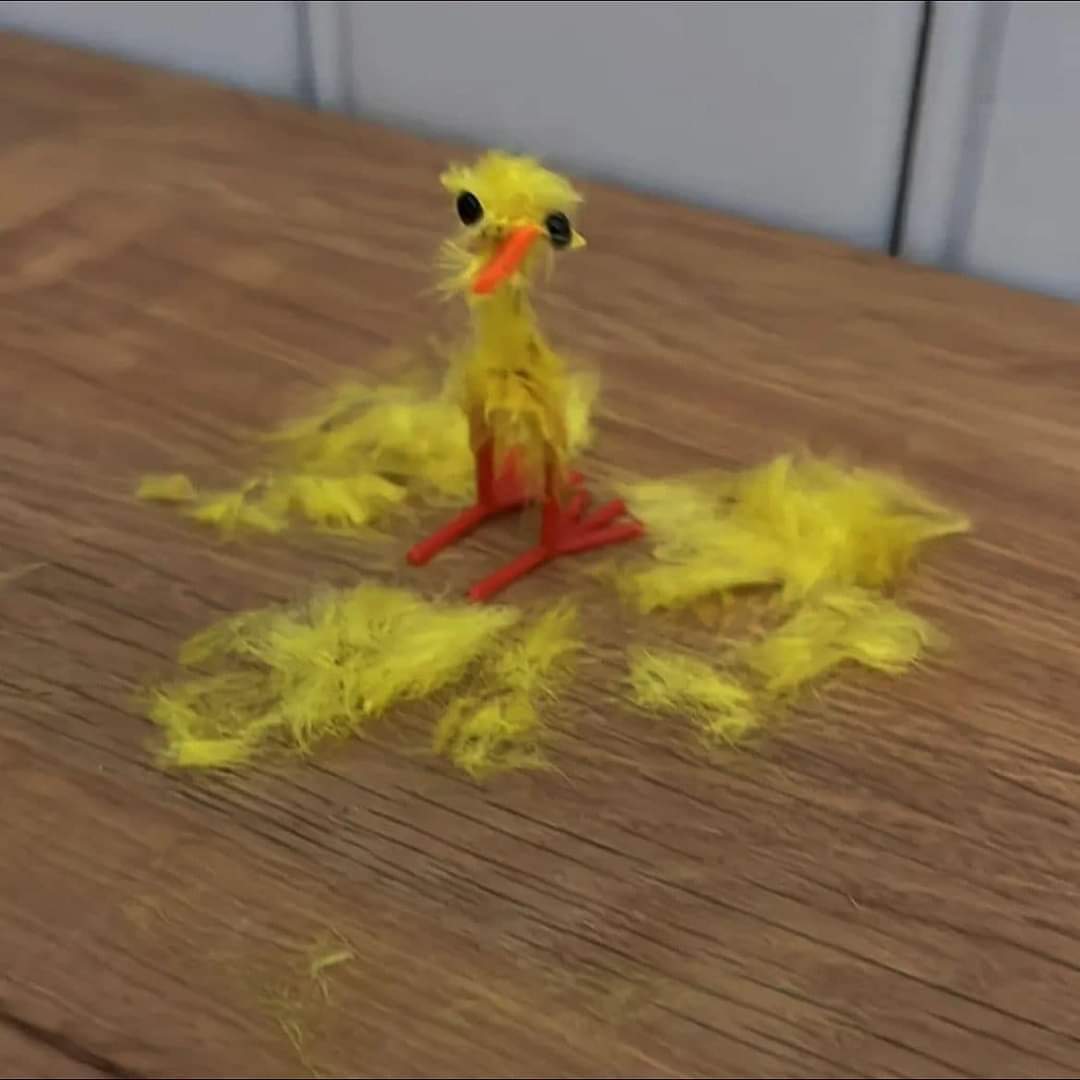 En_jupiter_'s tweet photo. yo después de dar mi corazón de pollito y me lo hicieran caldo: https://t.co/GZ5WgNHtel