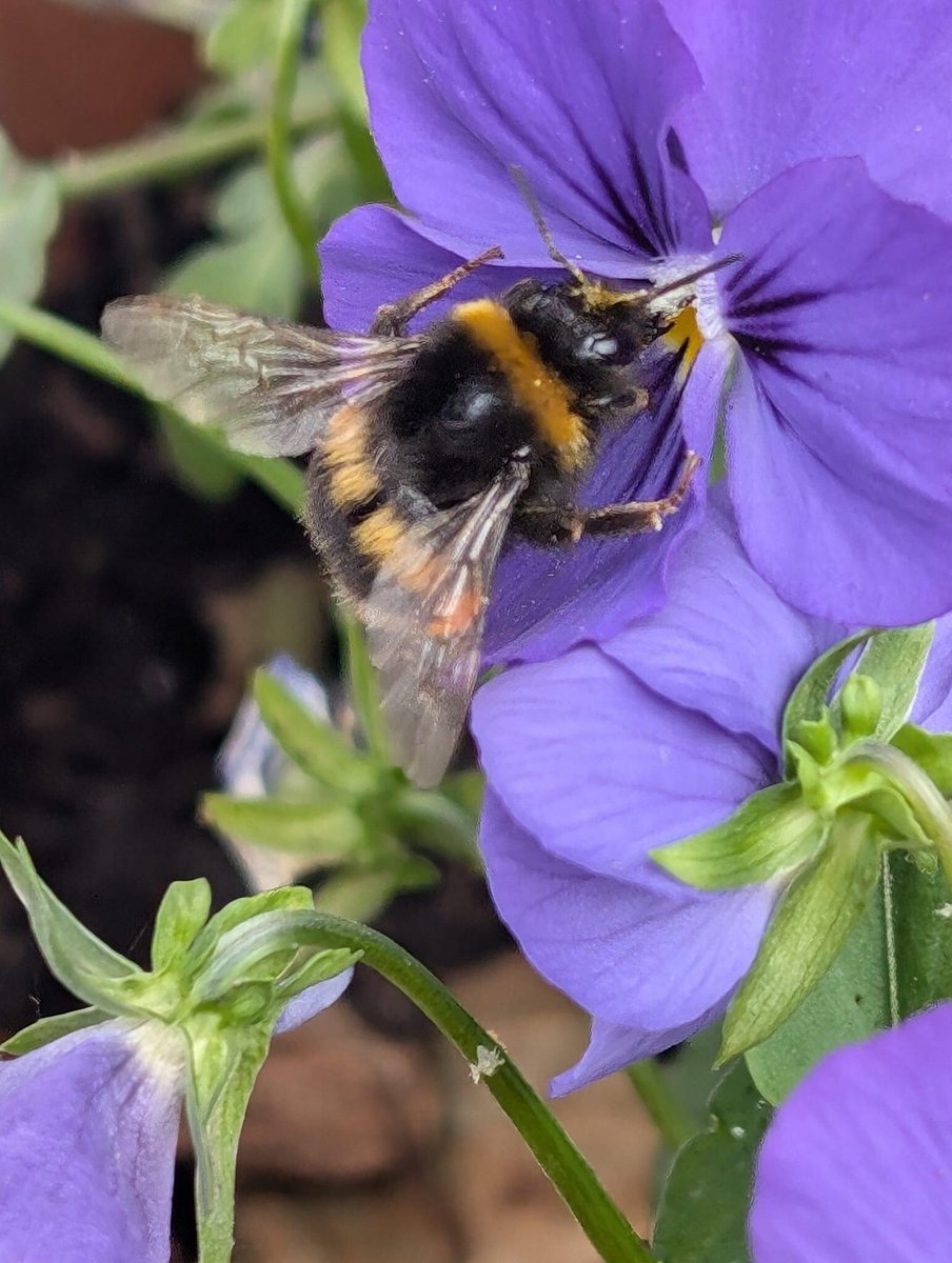 We had a welcome visitor at The Hub today stopping for a quick nectar drink before buzzing off!!!