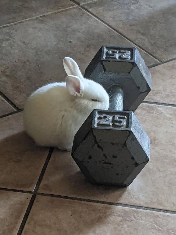 twaniimals's tweet photo. gym time https://t.co/vuy4rAAr0N