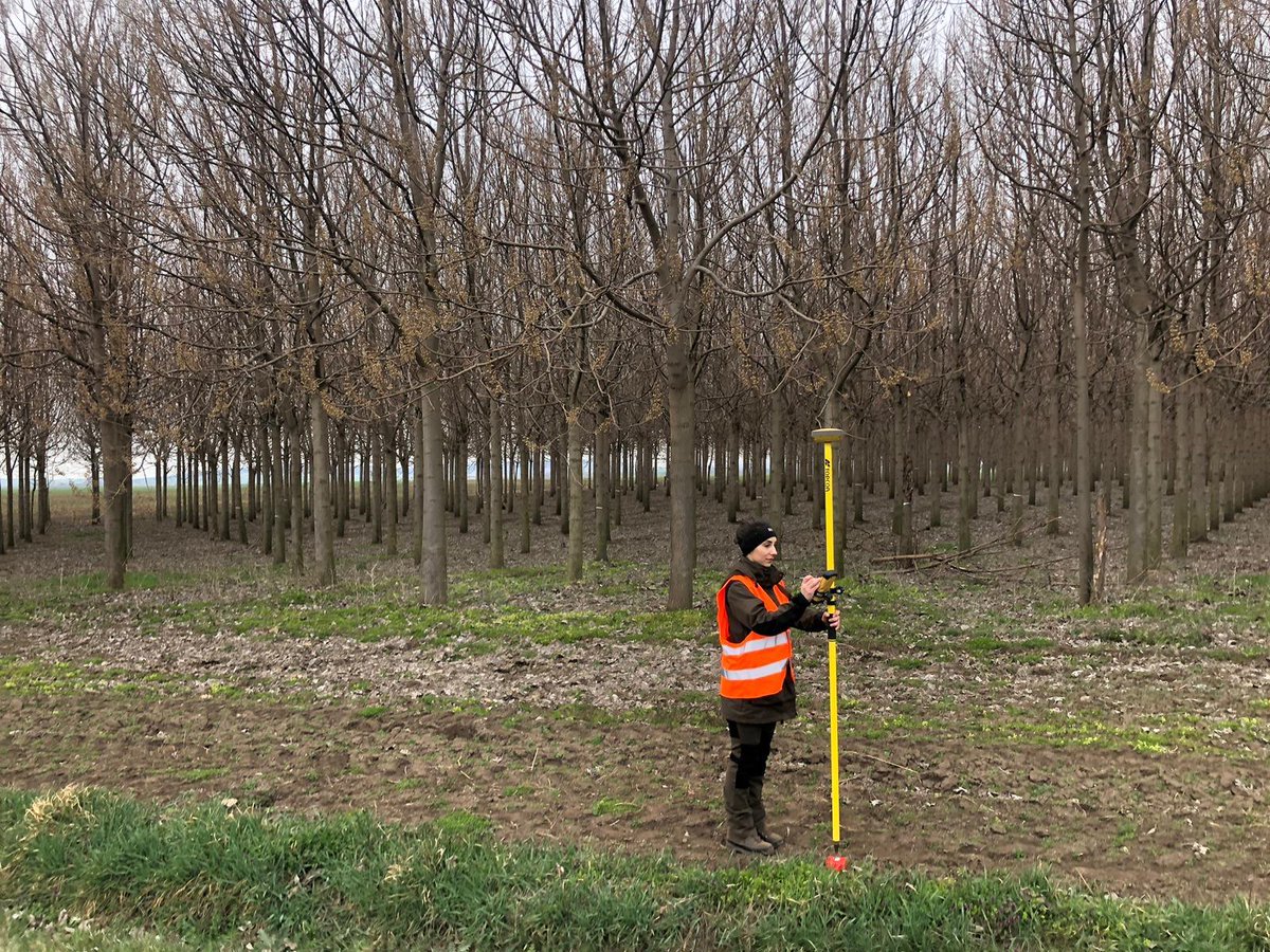Scanning of Paulownia plantation by TLS - RIEGL VZ 1000 and MLS Stonex X120 GO