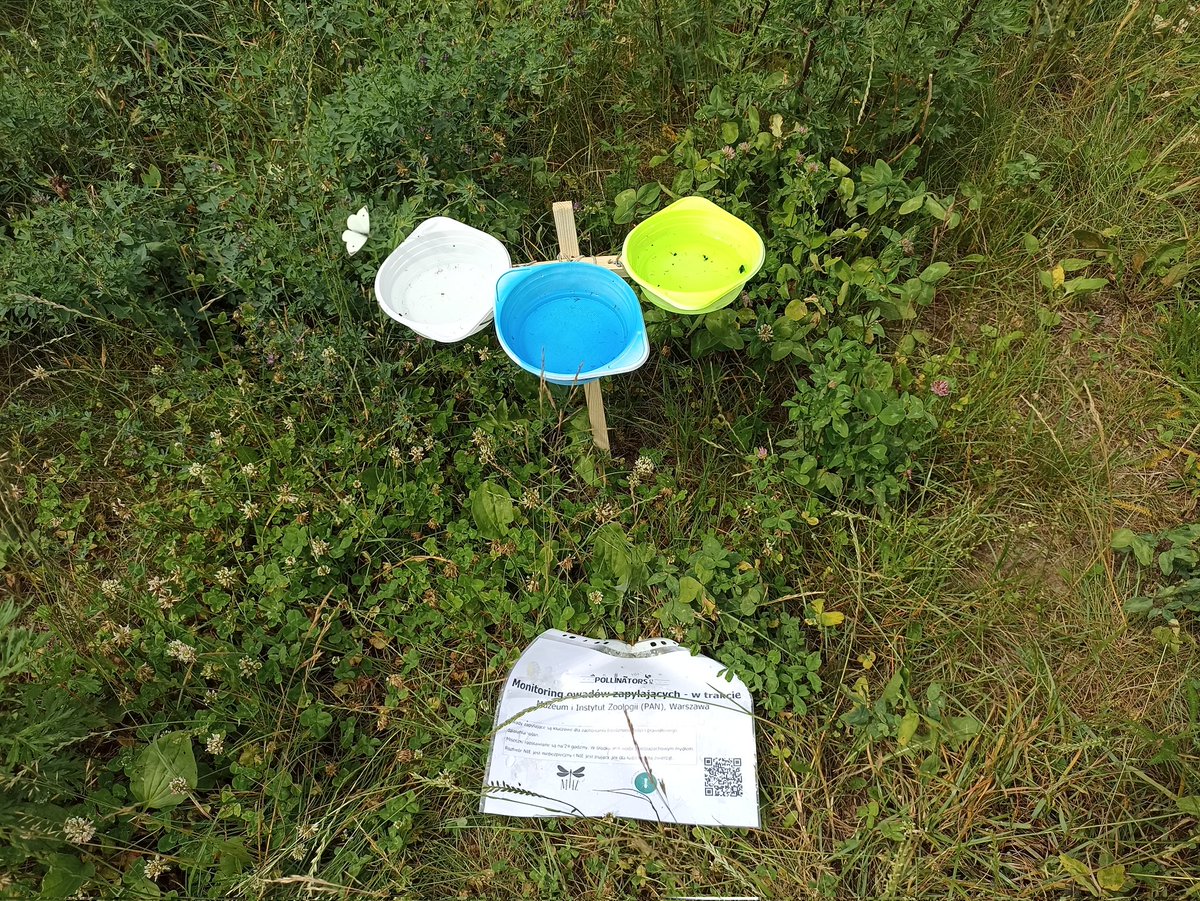 Social And Myrmecophilous Insects tweet media