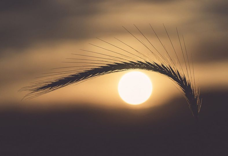 fieldofmiracles's tweet photo. It’s fascinating how this photo vividly represents the term “MATA HARI.” The sun, like a radiant eye...watches over the land, casting its golden glow. 🦋

 Photo by Zoheir Brihoum https://t.co/trFebOiM2Y