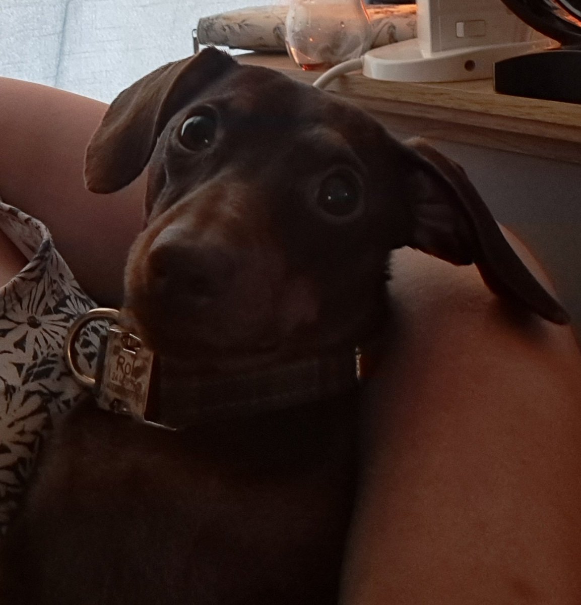 Rolo is mesmerised by the slideshow <a href="/Dylan12D/">Dylan</a> <a href="/HappyDaysDylan/">The Alternate Corner</a> 🤣