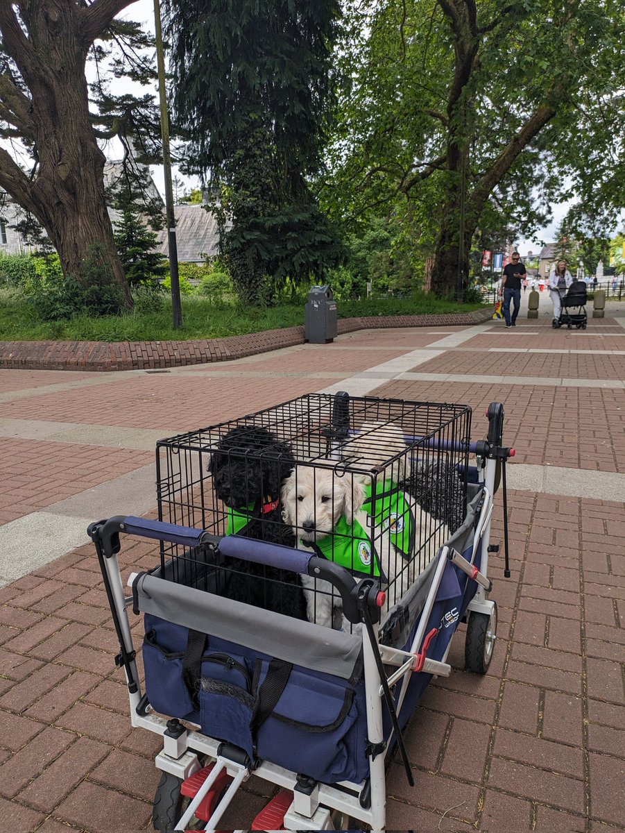 My Canine Companion (@mycaninecompani) on Twitter photo Our MCC puppies and MCC therapy dog Ruth were delighted to be at the launch of <a href="/uccsafeandsound/">UCC Safe and Sound</a> today!
Some great conversations about the benefits of our MCC PAWS @ UCC dogs in different situations on campus were had!
And of course puppy cuddles!
#teammcc #mccpawsucc Our MCC puppies and MCC therapy dog Ruth were delighted to be at the launch of <a href="/uccsafeandsound/">UCC Safe and Sound</a> today!
Some great conversations about the benefits of our MCC PAWS @ UCC dogs in different situations on campus were had!
And of course puppy cuddles!
#teammcc #mccpawsucc