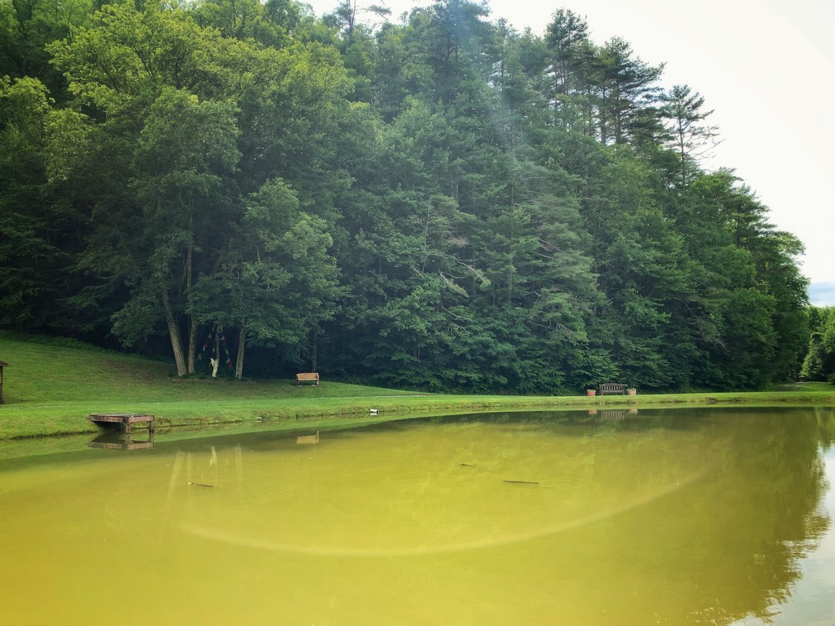 Our fish are living the zen life, relaxing in the pond under the warm sun. 🌞🐟 Just another serene day at RYK Yoga and Meditation Center.

Come find your peace with us, calendar will be announced soon!

#RYKretreat #spiritualretreat #yogaretreat #meditationretreat