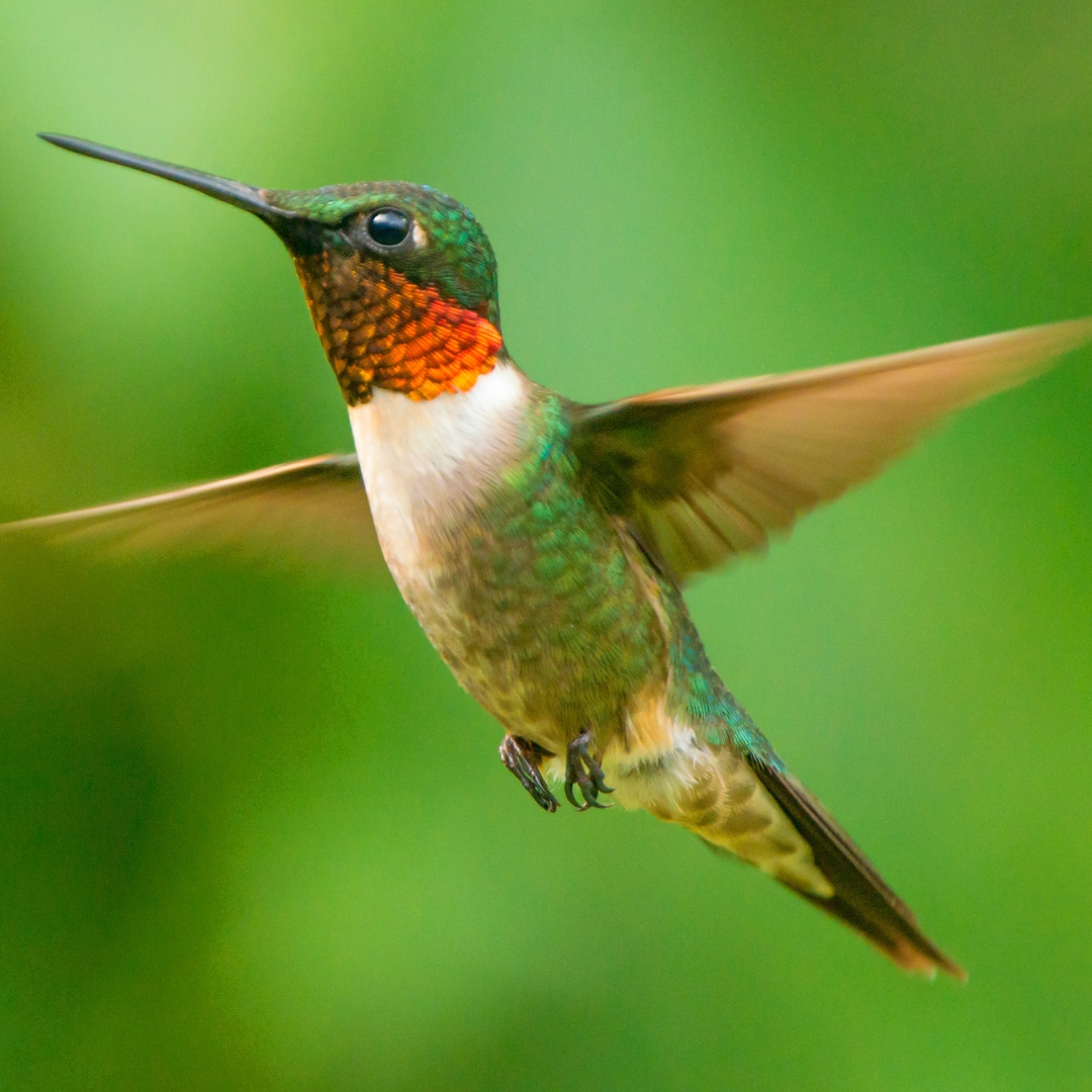 GardenStateBulb's tweet photo. #Hummingbirds are some of the most fascinating #Pollinators around! Here are some of our favorite new fun facts about our feathered friends: 
.
🕊️ 350+ species of hummingbirds live in North &amp; South America 
🕊️ The world's smallest migrating bird (up to 500 miles, alone) 
🕊️... https://t.co/rRtf9bUdTm