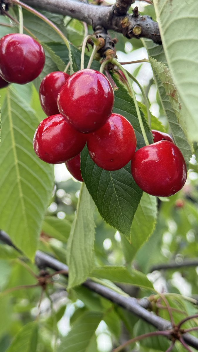 Cherry therapy 🍒🍒