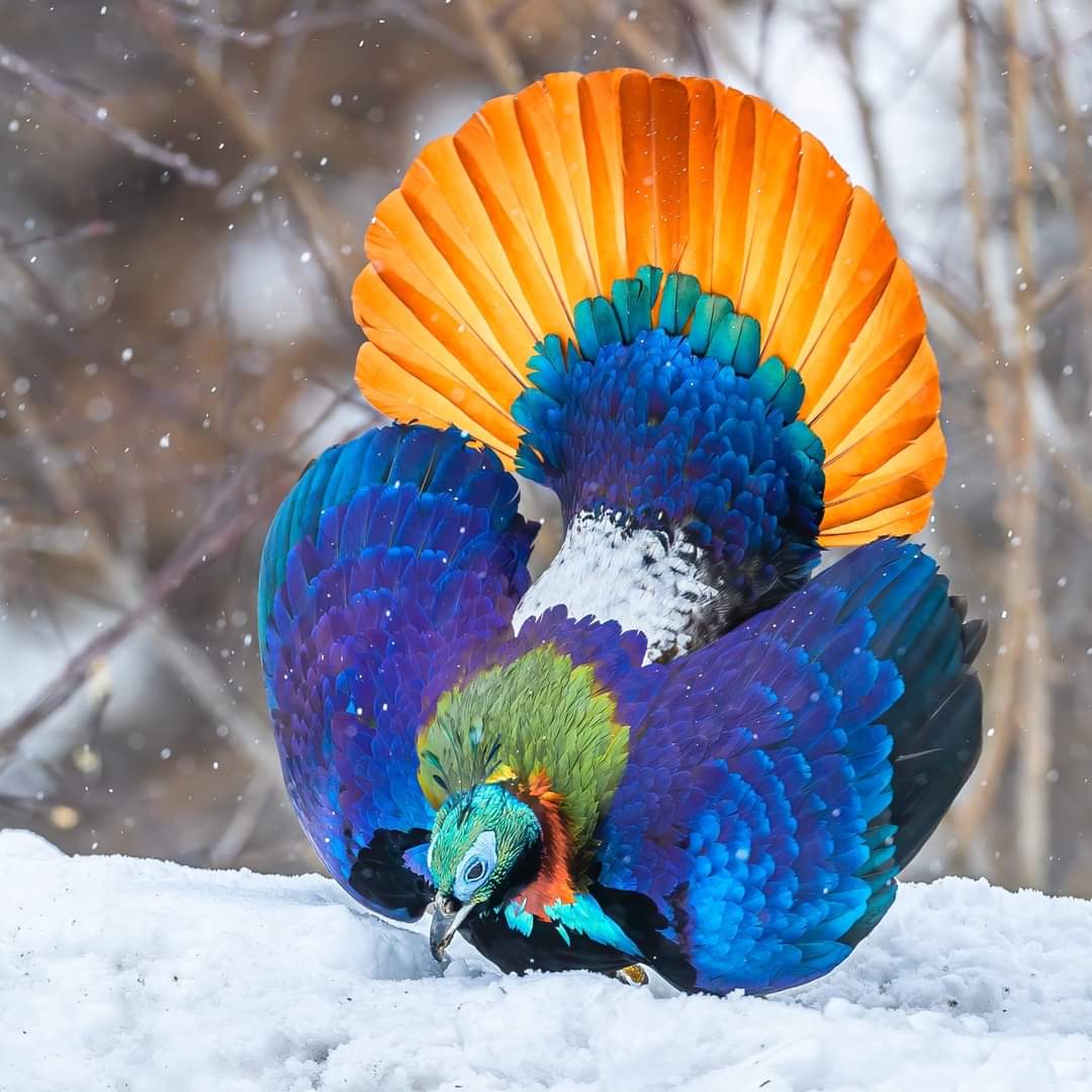 LeContempIateur's tweet image. 🦜🌈 Lophophorus impejanus est l'oiseau national du Népal. Il est sans conteste l'un des plus magnifiques oiseaux de notre planète. 

📸 乐金金