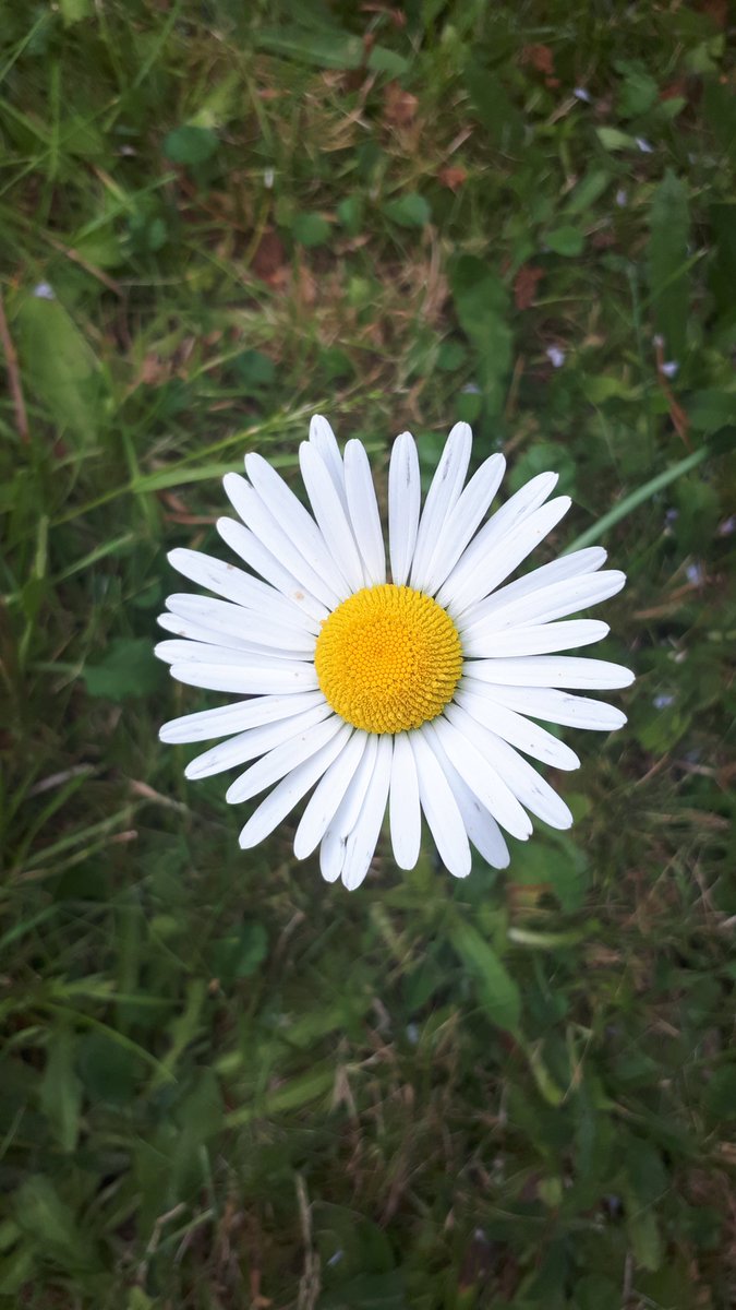 stephenpalmer's tweet photo. Is there such a concept as the #perfectflower, or in this case, the perfect #OxeyeDaisy? Probably not! No flower in my #OxeyeDaisyProject appears to be identical. They suffer wind and rain damage rather easily. https://t.co/9vXuzZt4zP