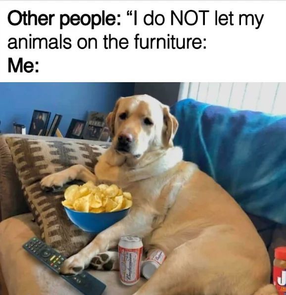 WholesomeMemes (@wholesomememe) on Twitter photo 