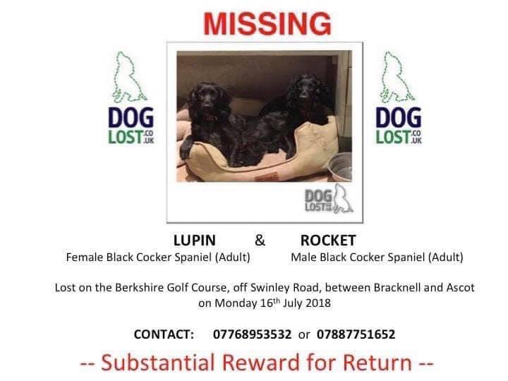 rosieDoc2's tweet photo. #SpanielHour
MISSING 6 YR
LUPIN & ROCKET #STOLEN 2 black #cockers MUM & SON 16/7/18
LUPIN-female ADULT
ROCKET-Male ADULT
#BerkshireGolfCourse off Swinley Rd,
#Bracknell / #Ascott #Berkshire #SL5
https://t.co/8b2UProkBc
https://t.co/deqiGQjPDf
@RachaelB100 @JacquiSaid https://t.co/p1tA3a7FxM