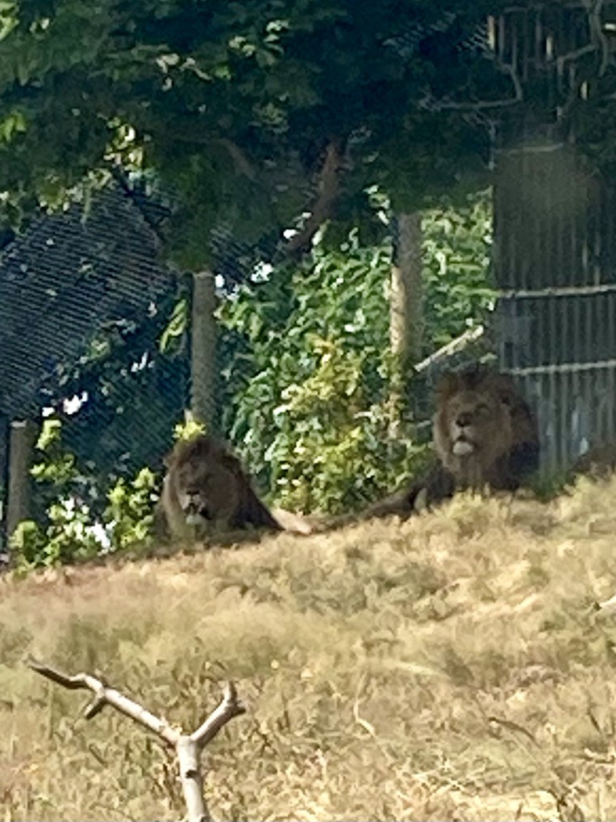 Mrs L (@giveeml) on Twitter photo Thank you to <a href="/macs_science/">MACS Science</a> Miss J for a great trip to <a href="/WestMidSafari/">West Midlands Safari Park</a> @Main_MACS pupils & staff really enjoyed the day, despite the heat Thank you to <a href="/macs_science/">MACS Science</a> Miss J for a great trip to <a href="/WestMidSafari/">West Midlands Safari Park</a> @Main_MACS pupils & staff really enjoyed the day, despite the heat