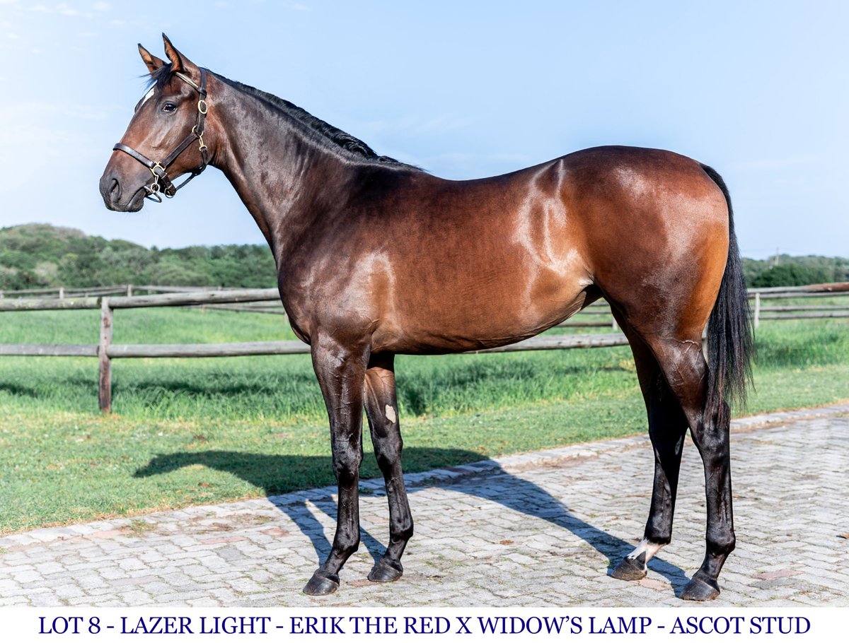 ascot_stud's tweet photo. Lot 8 - LAZER LIGHT - Erik The Red x Widow's Lamp https://t.co/8Sor6oTbco