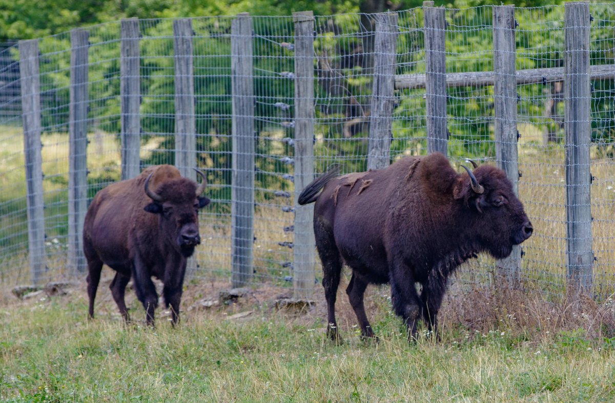 NetTango's tweet photo. Net Tango gathered at the @fwsalatocenter (Salato Wildlife Education Center) for our 2nd Quarter team meeting. We enjoyed seeing many native Kentucky animals. https://t.co/i3Q6OR3GrD