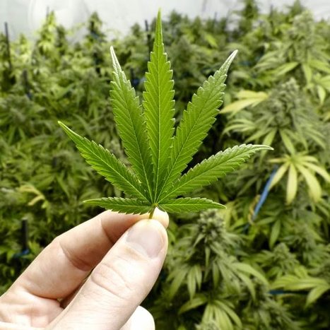 poptime's tweet image. 🚨 Pontos importantes sobre a DISCRIMINALIZAÇÃO da maconha no Brasil, a thread.