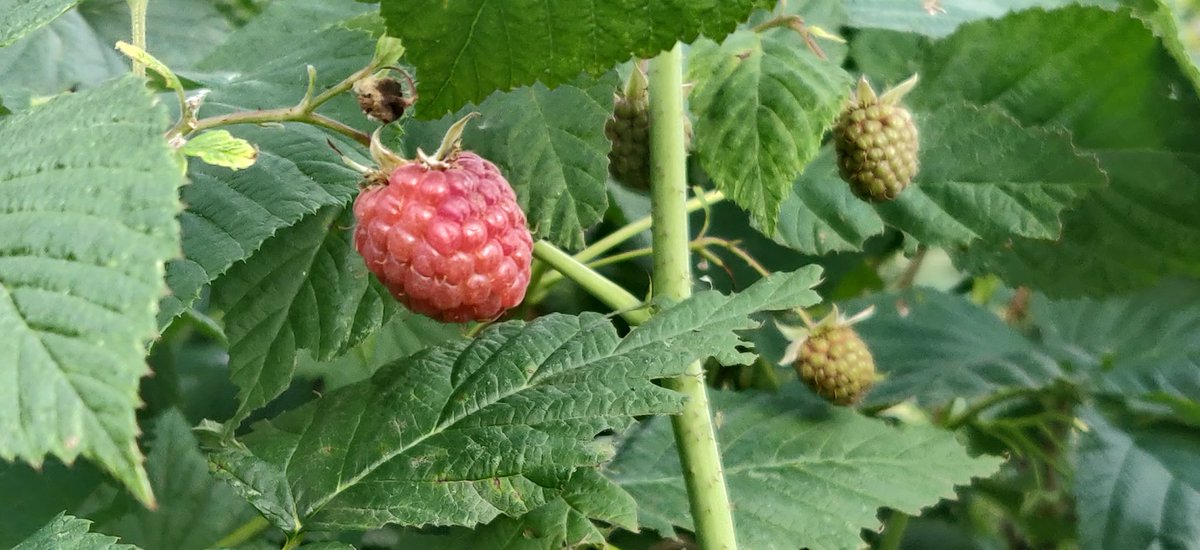 Stadtgaerten's tweet photo. Im #Apark in #DD sind die #Beeren reif! Wir haben die Hecke mit Mulch von #Miscanthus Buscheritz ein bisschen gegen die Verdunstung und Unkraut geschützt. Danke für die Spende und frohe Ernte 💖 https://t.co/hIGKw0qirM