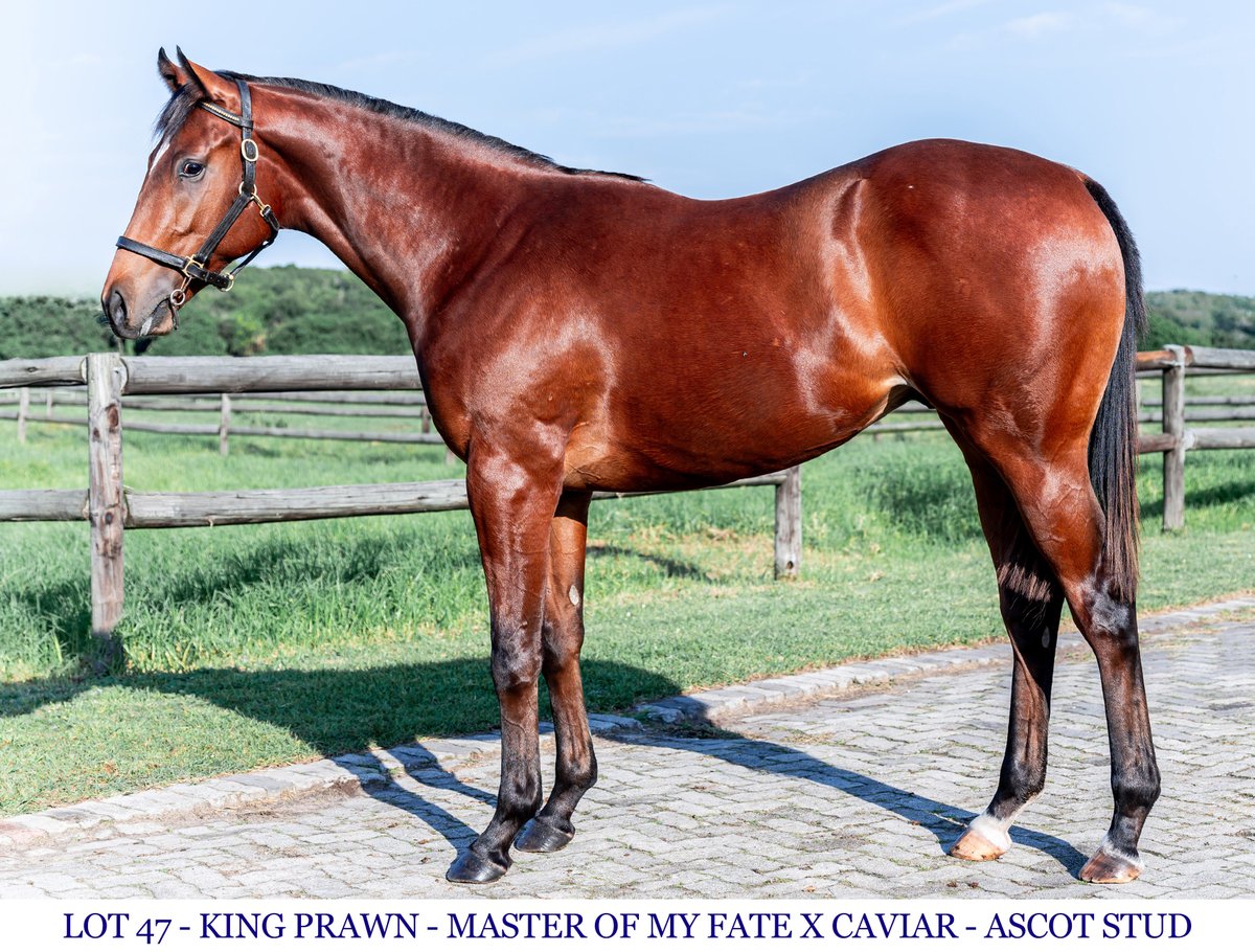 ascot_stud's tweet photo. LOT 47 - KING PRAWN - Master Of My Fate x Caviar https://t.co/7enmFwd0Ju