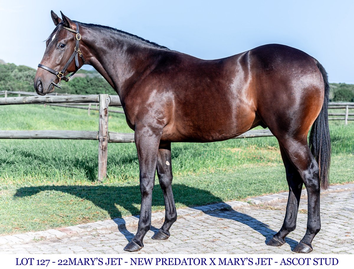 ascot_stud's tweet photo. LOT 127 - 22Mary's Jet - New Predator x Mary's Jet https://t.co/2Wi36YMbEi
