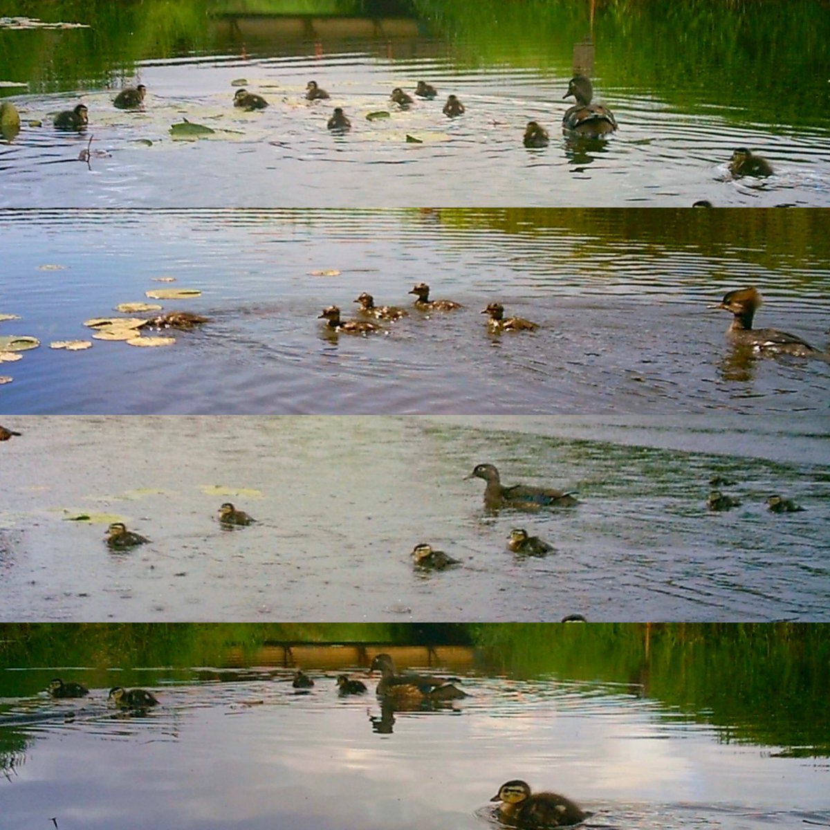 Pittwaterfowler's tweet image. Picked up the trail cams off one property for the season last evening. 2 of the lowered ones got dunked but captured some great shots before they paid the price! 🫡. #pittwaterfowlers #woodducks #nestingboxes #gadwall #hoodedmerganser #mallard