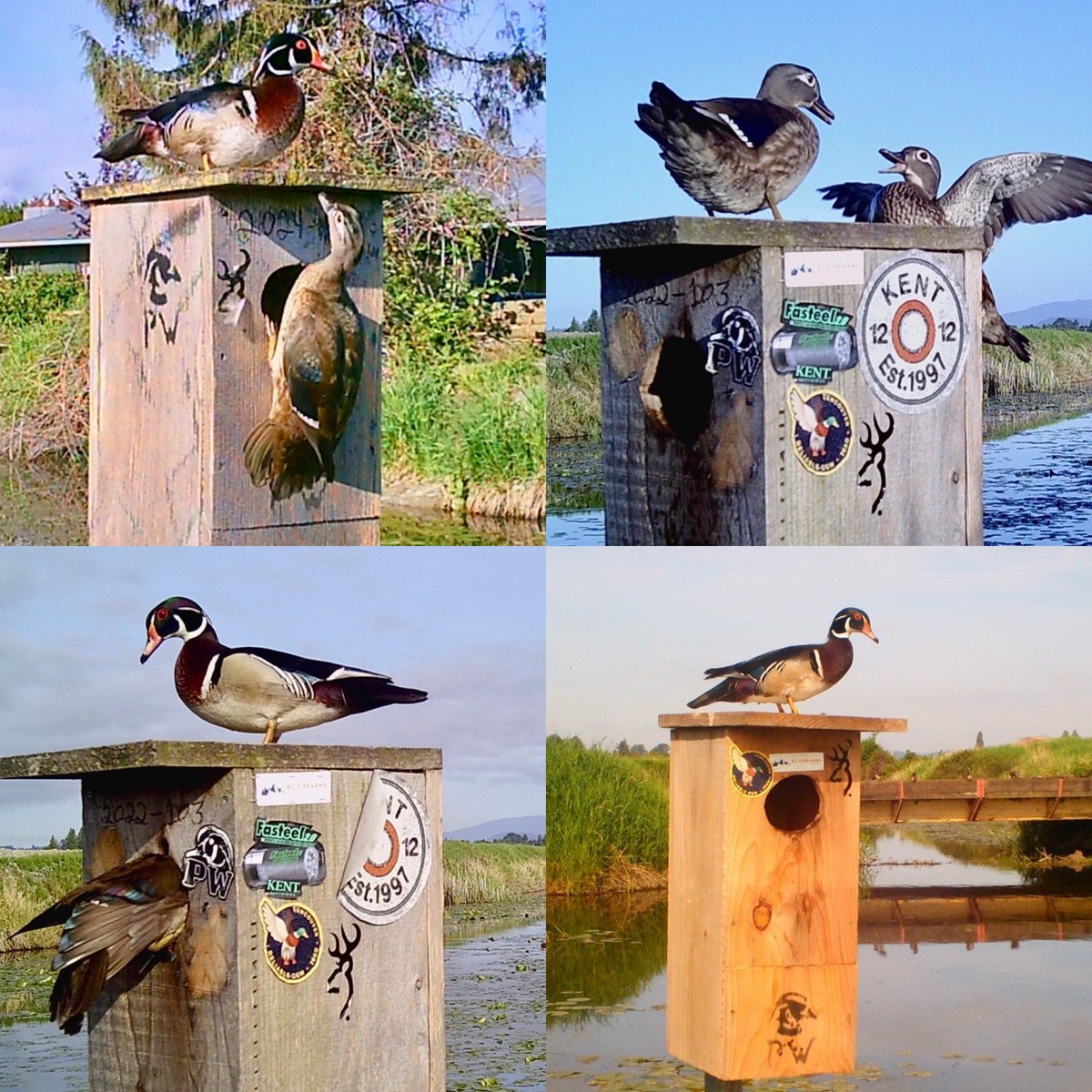 Pittwaterfowler's tweet image. Picked up the trail cams off one property for the season last evening. 2 of the lowered ones got dunked but captured some great shots before they paid the price! 🫡. #pittwaterfowlers #woodducks #nestingboxes #gadwall #hoodedmerganser #mallard