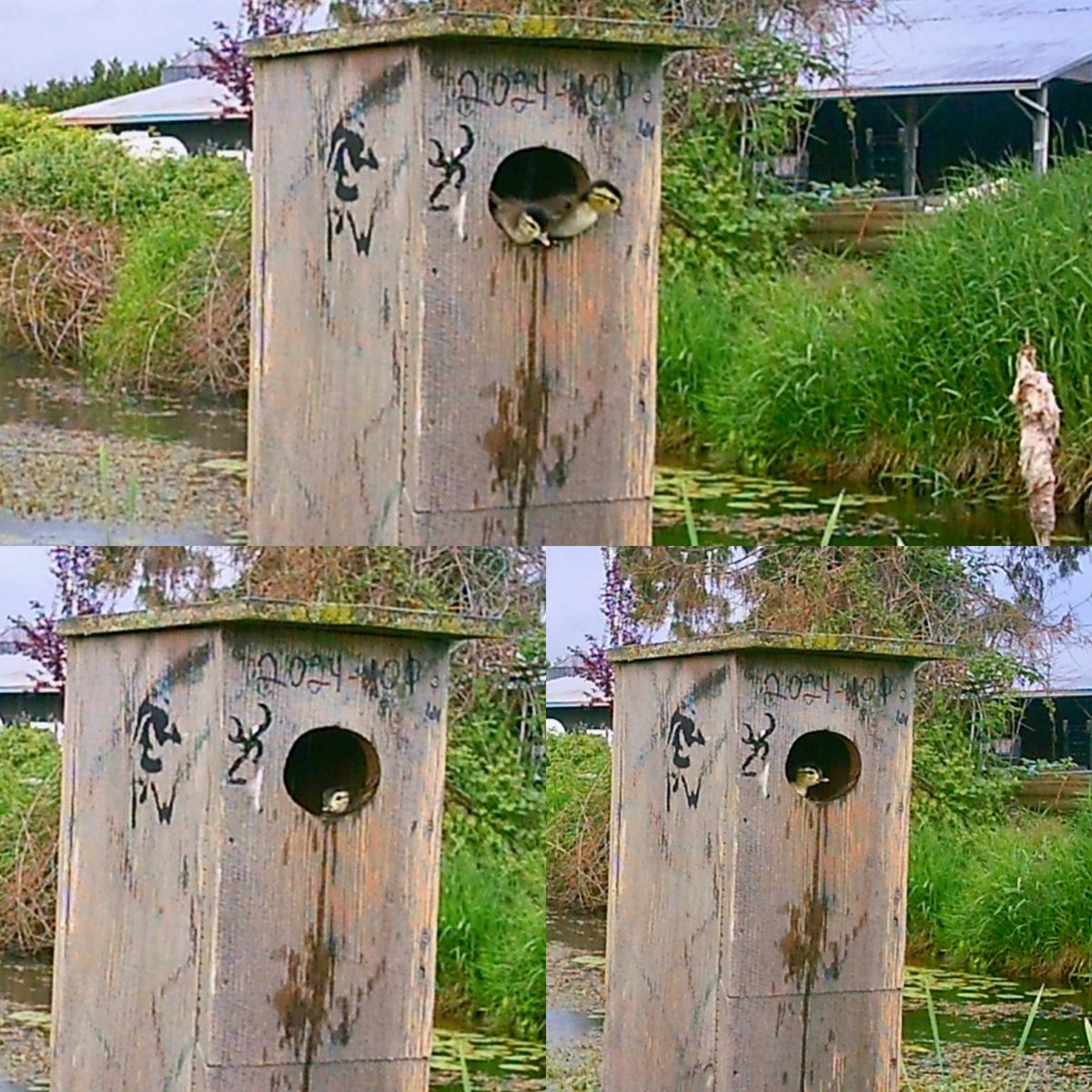 Pittwaterfowler's tweet image. Picked up the trail cams off one property for the season last evening. 2 of the lowered ones got dunked but captured some great shots before they paid the price! 🫡. #pittwaterfowlers #woodducks #nestingboxes #gadwall #hoodedmerganser #mallard
