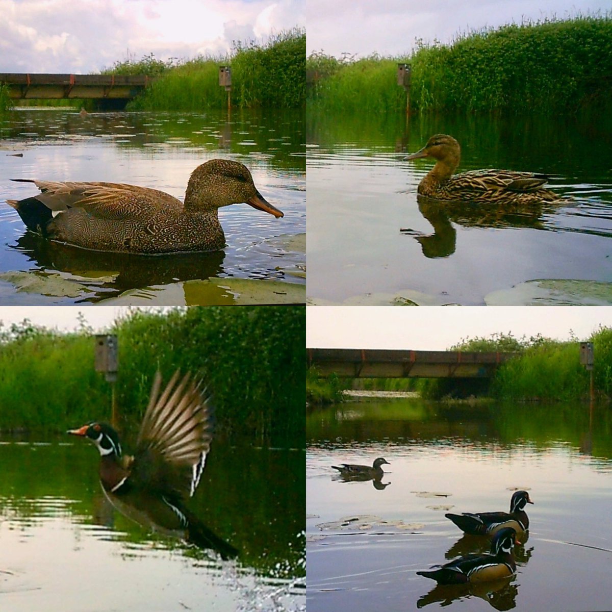 Pittwaterfowler's tweet image. Picked up the trail cams off one property for the season last evening. 2 of the lowered ones got dunked but captured some great shots before they paid the price! 🫡. #pittwaterfowlers #woodducks #nestingboxes #gadwall #hoodedmerganser #mallard