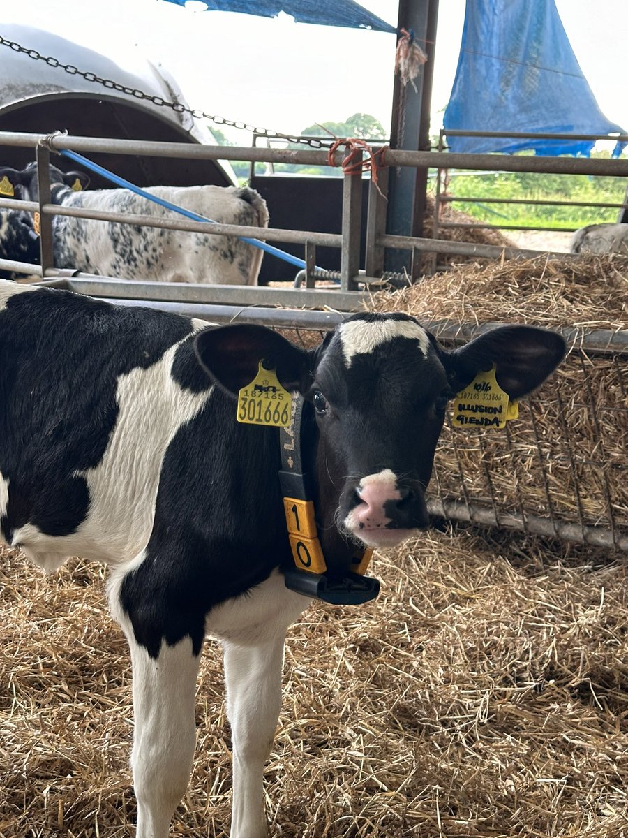 🆕 𝐆𝐨𝐨𝐝 𝐄𝐯𝐞𝐧𝐢𝐧𝐠 𝐟𝐫𝐨𝐦 𝐇𝐐!

We’ve had our first Genosource 𝑰𝒍𝒍𝒖𝒔𝒊𝒐𝒏 &amp; DeNovo 𝑴𝒊𝒍𝒊𝒕𝒂𝒓𝒚-𝑷 calves on the ground in the past few weeks, with more on the way. 

Take a look at our Kersey Nimbus BBX calves - look out for them at <a href="/NWAuctions/">North West Auctions</a>! 

#TeamDairy