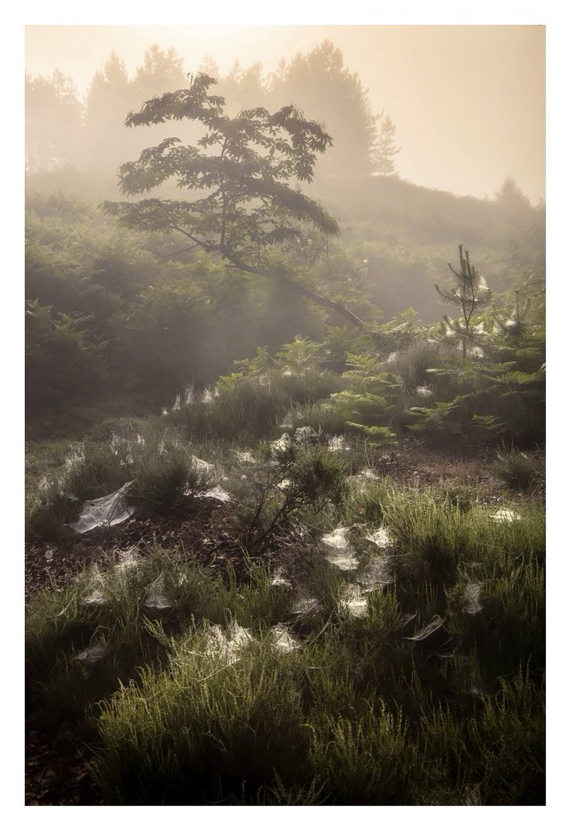 A sultry start to the day in quite a webby corner of the Forest yesterday…

#NewForest