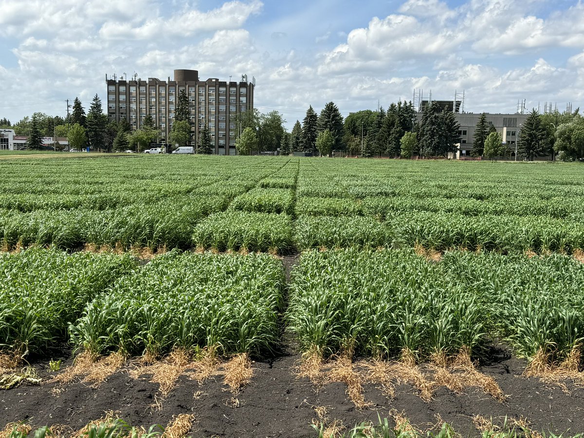 Gurcharn Singh Brar เจเฉเจฐเจเจฐเจจ เจธเจฟเฉฐเจ เจฌเจฐเจพเฉ (@gurcharn_brar) on Twitter photo We can spot differences in our yield plots already! Plots are looking beautiful this year.
If you want to know more about our program <a href="/CBL_UA/">UAlberta Cereal Breeding Lab (CBL)</a>, come visit us on July 18th for the field day.
Register here: docs.google.com/forms/d/e/1FAIโฆ We can spot differences in our yield plots already! Plots are looking beautiful this year.
If you want to know more about our program <a href="/CBL_UA/">UAlberta Cereal Breeding Lab (CBL)</a>, come visit us on July 18th for the field day.
Register here: docs.google.com/forms/d/e/1FAIโฆ