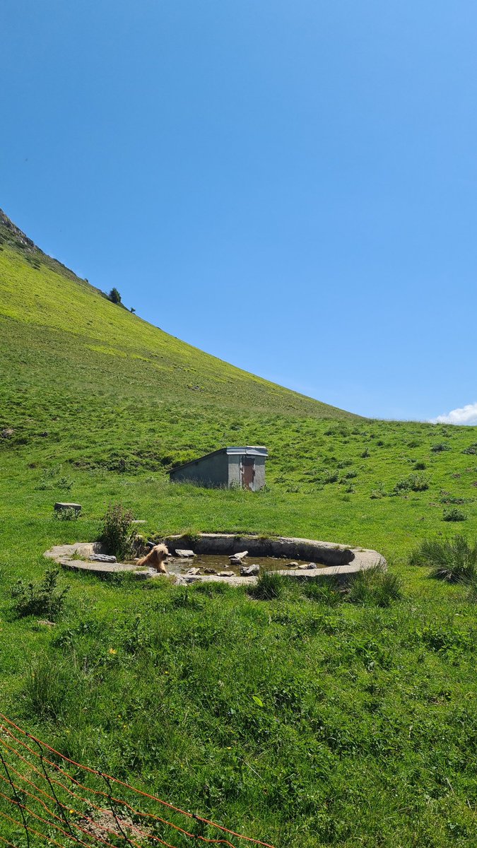 ElodieBouch's tweet photo. Super journée découverte de la #transhumance et tournage du clip vidéo #LesPyreneennes à la cabane de l'Escalette organisée par la Communauté de Communes #CoeuretcoteauxComminges pour les enfants du territoire 🐏🌲☀️⛰️ https://t.co/afKBeS0F55