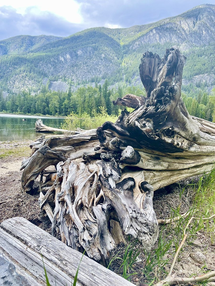ravendollflower's tweet photo. Anyone else love the art in dried, weathered stumps, trees, wood and driftwood? π
#trees #stumps #driftwood #driedwood #wood #weathered #art #nature #naturesmiracles #lake #mountains #river #explore #exploremore #discover #discoverbc #explorecanada #outdoormagazine https://t.co/vTzqGbMhB5