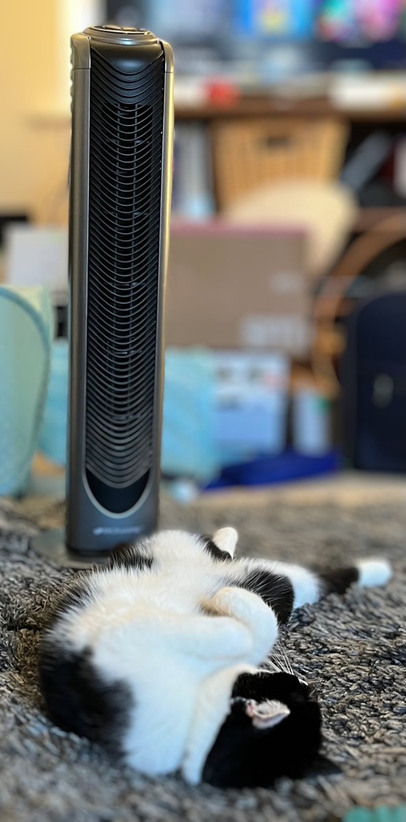 One hot evening!!! 🥵 🐈‍⬛