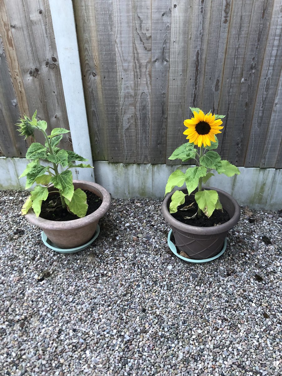 jonnyharrison21's tweet photo. 1 of the short stem sunflowers has beat the slugs https://t.co/CMKbywOL5q