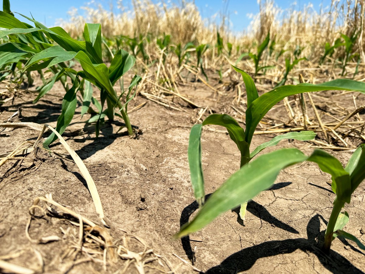 redoxgrows's tweet photo. Farmer collaborator Tom Haase is excited to see the power of Redox's sequential product applications in his fields around Central Nebraska. Tom applied RDX-N and will be applying Mainstay Si in the next week. We're looking forward to seeing the results! #RedoxResults #FieldTrial https://t.co/OgKRUiS5ik