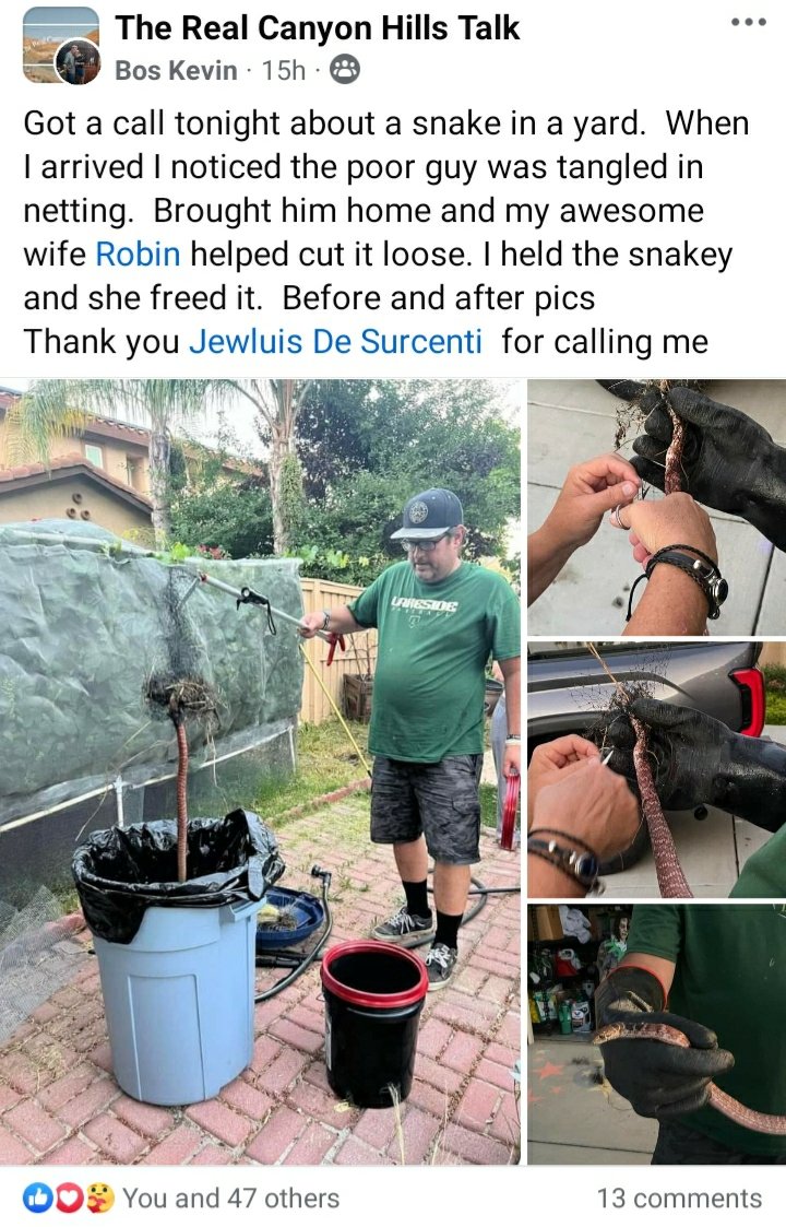 IlindaSOfficial's tweet image. Way to Unite Canyon Hills Community Unity,
Thank you for uniting to rescue and protect the Red Racer Serpent! 🐍 🤠✊ 
@everyone Bos Kevin 
#CommunityTogetherness #CommumityUnity
#ProtectTheAnimalsWorldwide 
#ProtectAllLifeWorldwide
facebook.com/groups/CHTALK/…